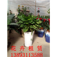 兰州花卉租赁