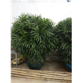 兰州盆栽租赁｜兰州租花｜兰州会议租花