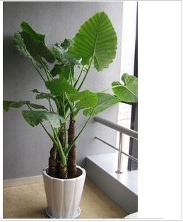 开工典礼花卉｜兰州开工典礼花卉－滴水观音-大型盆栽 室内吸甲醛净化空气植物 