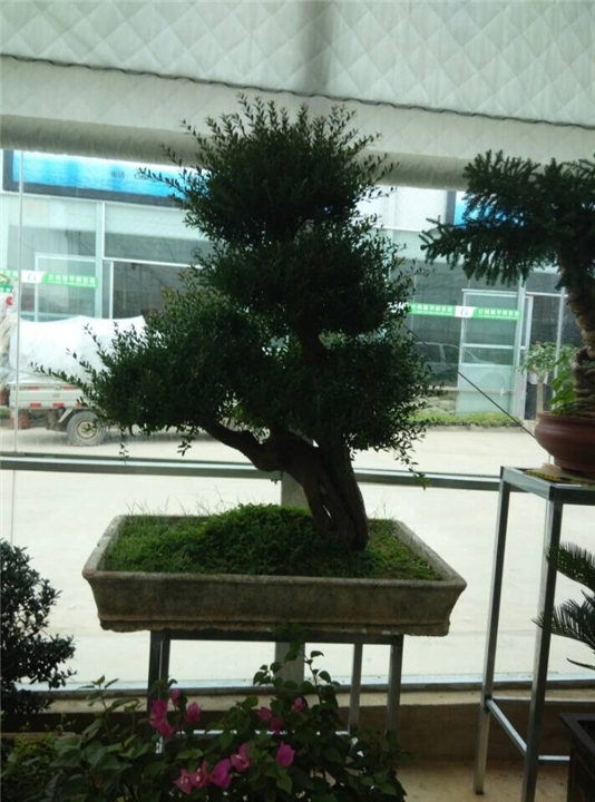 兰州酒店绿化｜兰州盆栽销售｜兰州花卉租赁
