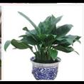 兰州花卉租赁 兰州绿植租摆 兰州植物盆栽