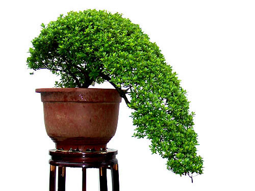 甘肃植物出租 兰州植物出租 甘肃植物销售 兰州植物销售 13893113588 