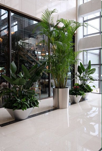 甘肃花卉植物租赁、兰州花卉植物租摆 