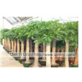 兰州花卉租摆、兰州绿植租摆