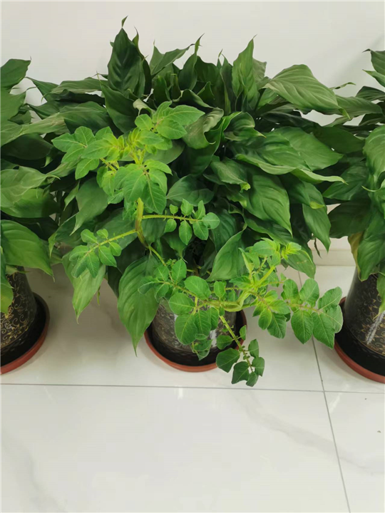 绿植租赁万年青