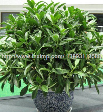 兰州办公绿植花卉 甘肃办公绿植花卉租赁 