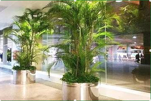 兰州花卉租赁 甘肃花卉租赁 口碑好 