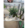 兰州花卉租赁｜兰州花卉销售｜兰州盆栽租摆