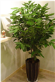 兰州植物销售 兰州植物租摆 【平安树】13893113588李先生 