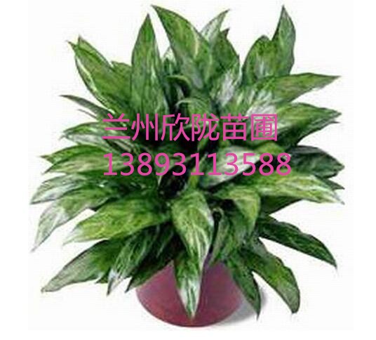 兰州佛肚竹  花卉盆景 室内植物盆栽 