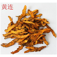 黄连 