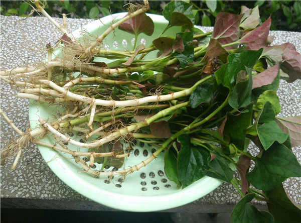 鱼腥草 