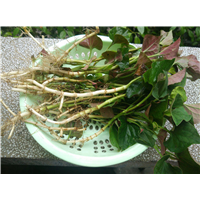 鱼腥草 