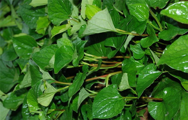 鱼腥草 