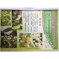 浙江农桑苗批发|浙江农桑苗价格