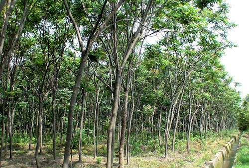 黄山栾树-城镇绿化苗木-浙江农民苗圃 