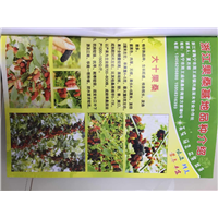 浙江果桑苗批发|浙江果桑苗价格