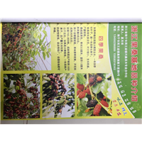 果桑苗|浙江果桑苗批发