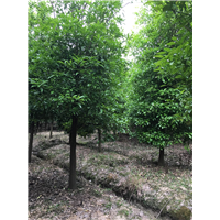 嘉兴香樟基地|嘉兴香樟价格