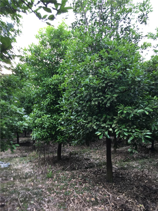 浙江香樟|嘉兴香樟批发