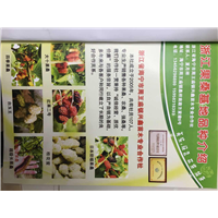 浙江四季果桑价格\浙江果桑批发