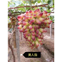 金华美人指葡萄苗