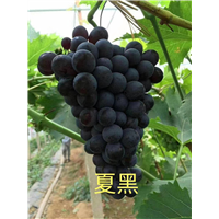 金华夏黑葡萄苗