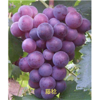 金华滕念葡萄苗