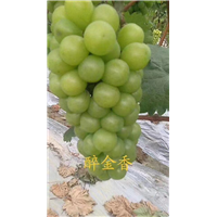 金华醉金香葡萄苗