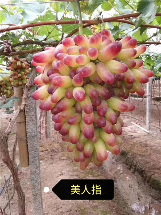 金华美人指葡萄苗