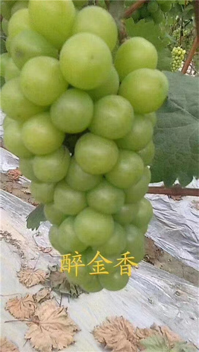 金华醉金香葡萄苗