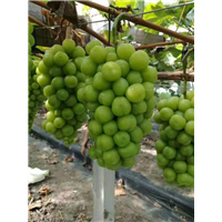 金华阳光玫瑰葡萄苗