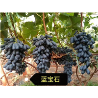 金华蓝宝石葡萄苗
