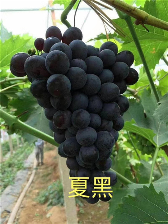 金华夏黑葡萄苗