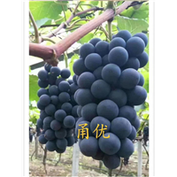 金华葡萄苗价格