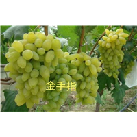 金华金手指葡萄苗