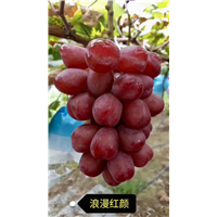 金华浪漫红颜葡萄苗