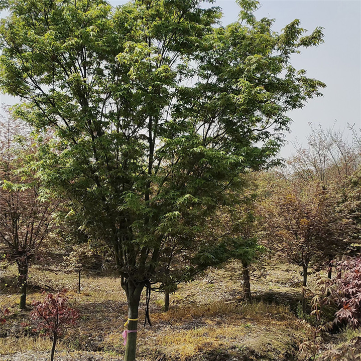常州鸡爪槭常州哪里有种植鸡爪槭树江苏鸡爪槭基地
