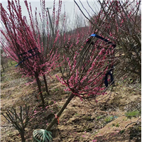 江苏红梅种植基地江苏红梅树苗大量批发