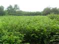 江苏榉树，榉树小苗，红榉树种植基地