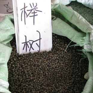 江苏榉树，榉树苗木13775257293苗木供应商