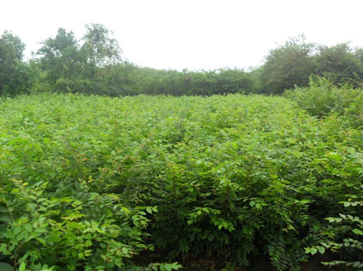 江苏榉树苗圃|榉树清晰图片|榉树的应用价值|江苏吕杰苗圃 