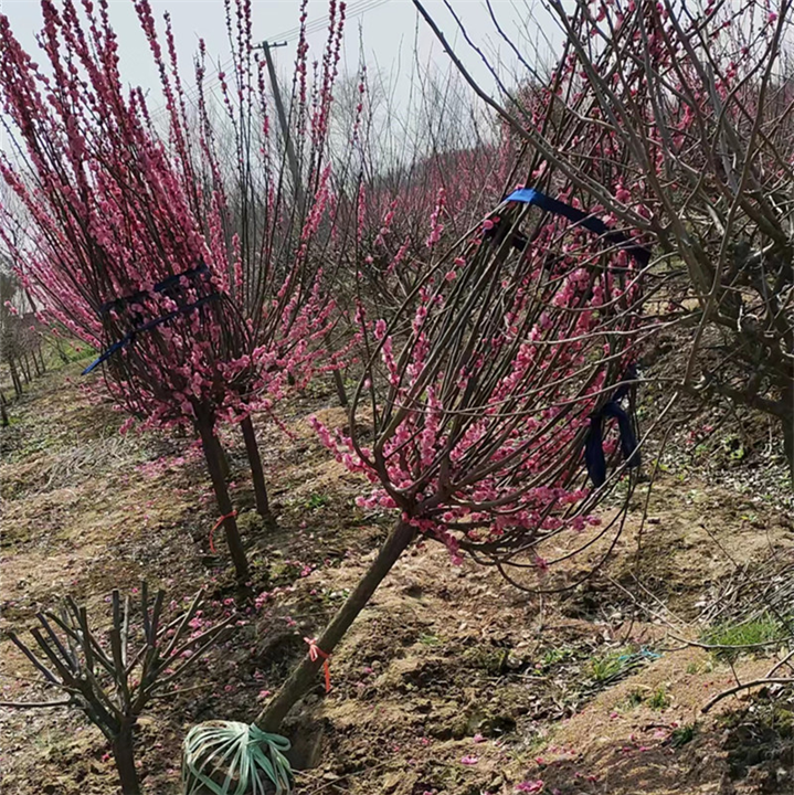 江苏红梅种植基地江苏红梅树苗大量批发