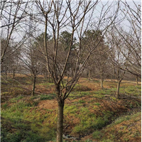 江苏樱花景观树溧阳樱花树种植基地