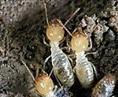 厦门除臭虫 漳州除臭虫 泉州除臭虫 莆田除臭虫