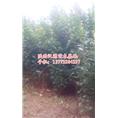 供应大叶女贞苗|陕西汉中大叶女贞苗基地 