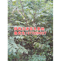 陕西刺槐苗-刺槐苗供应-陕西刺槐苗供应 