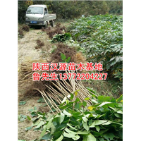陕西漆树苗|漆树苗出售|陕西漆树苗基地 