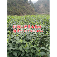 自家杜仲苗/陕西杜仲苗/陕西杜仲苗基地 