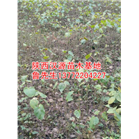 陕西水桐瓜苗-出售陕西水桐瓜树苗/水桐瓜 